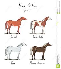 Set Of Horse Color Chart On White Equine Coat Colors With