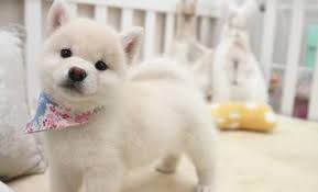 Finding the right chihuahua puppy for sale isn't always an easy or simple thing. Shiba Inu Puppy For Sale Adoption Rescue For Sale In San Jose California Classified Americanlisted Com