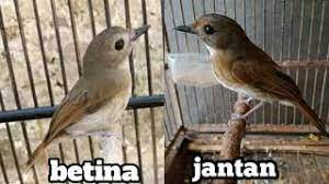 Burung jantan memiliki tunggir, tenggorokan, dada, dan perut atas kuning. Cara Membedakan Srdc Jantan Dan Betina Youtube
