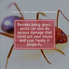Find pest control rockford il. Rocky S Pest Control Inc 23 Recommendations