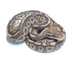Axanthic Black And White Ball Python Caramel Het Red Axanthic Ball Python For Sale Pythons For Sale Ball Python Reptile Store