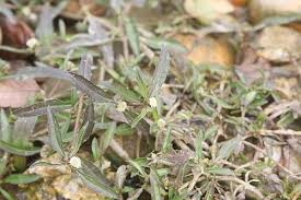 Image result for Eclipta prostrata