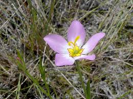 Image result for Buchnera nigricans