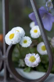 Wie sieht es mit der farbe aus? Frostharte Balkonpflanzen Freudengarten