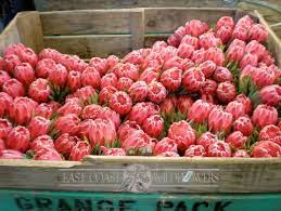 A Box Of Beautiful Pink Protea Venus Flowers Flower Market South African Flowers African Flowers