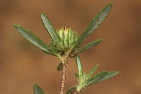 Image result for Hirpicium