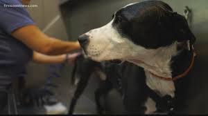 Check spelling or type a new query. The Dog Was Dropped Off At The Groomer By The End Of The Day He Was Dead Firstcoastnews Com