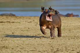 Elles sont comiques, rigolotes et amusantes. Les 10 Photos D Animaux Sauvages Les Plus Droles De L Annee 2015 Page 4