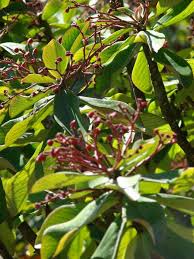 Image result for Euphorbia umbellata