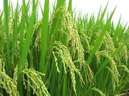 Beberapa cara penanaman dan pola penanaman padi yang sering diterapkan petani untuk bercocok tanamn seperti jarak 1.2 tujuan 1. 6 Cara Menanam Padi Lengkap Beserta Gambar Dan Deskripsi