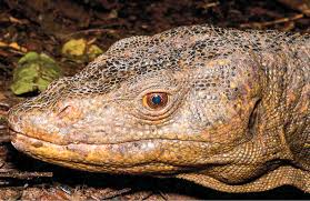 Berada di melaka untuk 4 hari dan kuala lumpur untuk 3 hari. Biawak Definition And Synonyms Of Biawak In The Malay Dictionary