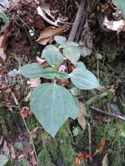 Image result for Calvoa orientalis