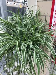 Image result for Chlorophytum comosum