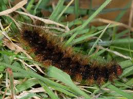 Identifying Hairy Caterpillars Wildlife Insight