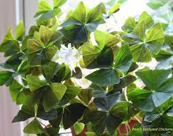 Feb 06, 2020 · how do i care for my shamrock plant? Pam S Backyard Chickens How To Care For A Shamrock Plant