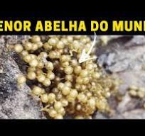 Mudando a MENOR abelha do MUNDO de colmeia! Abelha Lambe ...
