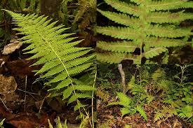 Image result for Tephrosia nyikensis