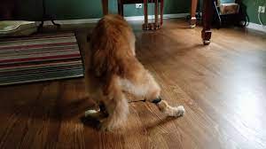 The behavior will first appear in just one rear leg and progress until both rear legs are affected. Splay No More