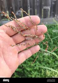 Image result for Panicum coloratum