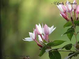 Indian Jasmine Jasminum Multiflorum Jasmine Flowers Downy