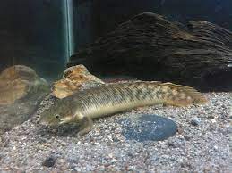 13 Jenis Ikan Hias Palmas Si Ikan Naga Predator Perenang Dasar Aquarium Ikanesia Id Blog Ikan No 1 Di Indonesia