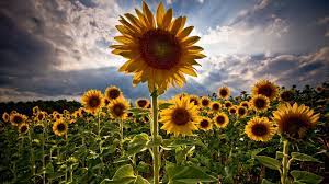 Download Flower Background Images Flower Background Images Sunflower Wallpaper Flower Backgrounds