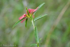 Image result for Sida chrysantha