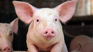 Pigs are also known as hogs or swine. The Pig In Traditional Asian Belief I Tour Vietnam Blogs