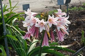 Image result for Crinum harmsii