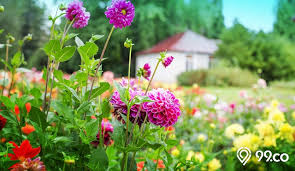 Peony merupakan salah satu tanaman hias bunga paling favorit. 7 Bunga Hias Paling Hits 2020 Dekorasi Cantik Modern Di Rumah