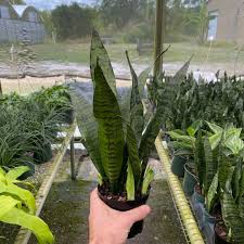 Image result for Sansevieria trifasciata