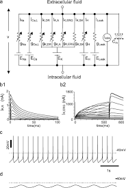Situs erek erek dan buku mimpi 2d 3d 4d abjad sampai erek erek bergambar lengkap dari 00 sampai 99 terbaru. A Mathematical Model Of A Midbrain Dopamine Neuron Identifies Two Slow Variables Likely Responsible For Bursts Evoked By Sk Channel Antagonists And Terminated By Depolarization Block The Journal Of Mathematical Neuroscience