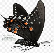 I've tried punching, hitting with weapons,shooting weapons, throwing boxes. Butterfly Net Png Images Pngegg