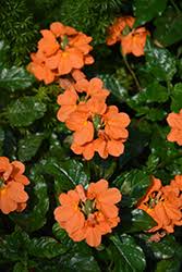 Then one day i saw a crossandra plant in full sun in someone's garden. Orange Marmalade Firecracker Plant Crossandra Infundibuliformis Orange Marmalade In Lafayette Louisiana La At All Seasons Nursery