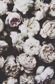 Black and white elegant floral swirl seamless pattern, vector background. Black And White Vintage Photography Tumblr Google Search Bunga Peony Wallpaper Iphone Latar Belakang