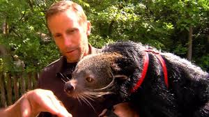 I had a few questions after purchasing they we're lightning fast to respond and got me going. World Binturong Bearcat Day Cincinnati Zoo Youtube