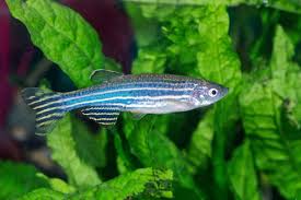 How to serve veggies to your fish. Zebra Danio Complete Care Guide Is This Fish Right For Your Tank Fishkeeping World