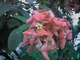 Pokok ini wangi dan terdapat beberapa warna iaitu pink,putih dan lain2#bungacantik#bungawangi#bungamenawanhati#adaditepijln. Ooi S Flora Malaysiana Ver 1 0 Pink Mussanda Rumpa01a Htm 1997 2002