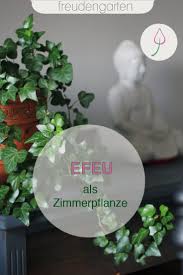Efeu Als Zimmerpflanze Richtig Pflegen In 2020 Zimmerpflanzen Pflanzen Pflegeleichte Zimmerpflanzen