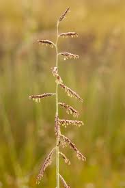 Image result for Eriochloa