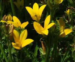 Image result for Monopsis