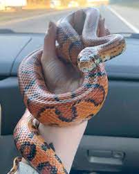 Picked Up This Sleepy Baby At The Hohenwald Expo Last Weekend Meet Ember Shes A 3 Year Old Okeetee Corn Snake And I Am Smitte Pet Snake Corn Snake Cute Snake
