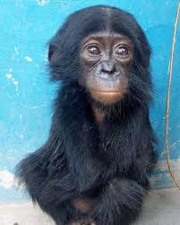 Baby Bonobo Can T Stop Staring At The Man Who Helped Save Her Bonobo Orangutan Animal Makeup