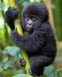 We did not find results for: Jungle Baby Animals Photo Set Color Baby Animal Prints By Suzi