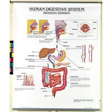 human body systems chart set