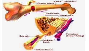 Pengertian Ciri Fungsi Struktur Bagian Jenis Dan Contoh Tulang Keras Terlengkap Http Www Pelajaran Co Id 2017 30 P Anatomi Manusia Tulang Sumsum Tulang
