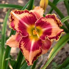 We did not find results for: Hemerocallis Lake Of Fire Walters Gardens Inc