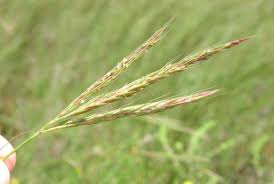 Image result for Andropogon textilis