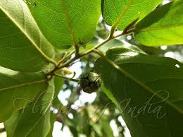 Image result for Huberantha