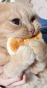 Pin On Cats